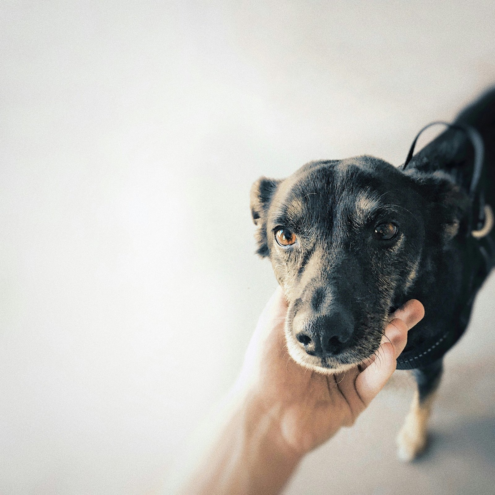The Secret to Boosting Emotional Health Through Affection: Embrace Your Pet. 1 photo 1530201029781 9ea4233e7ae4 scaled